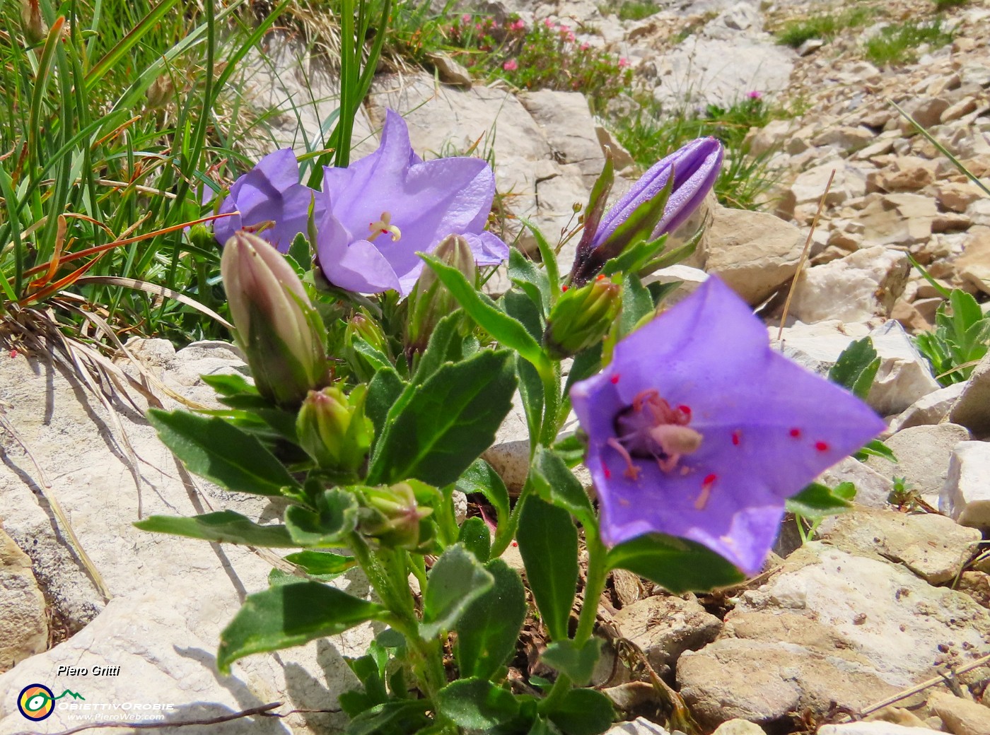 45 Campanula raineri (Campanula dell'arciduca) .JPG